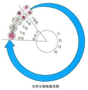 细胞增殖的过程图解图片