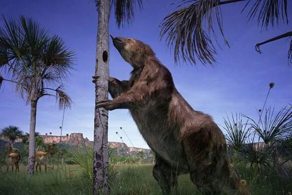草原大地懒 美洲大地獭 搜狗百科 草原大地懒 美洲大地獭 搜狗百科
