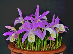 Pleione formosana