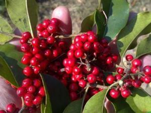 红果冬青