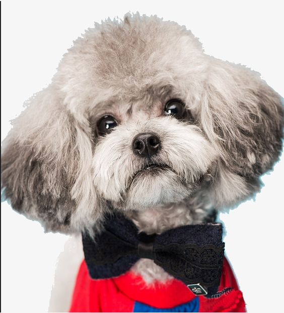 玩具贵宾犬