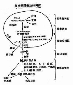 真核基因表达