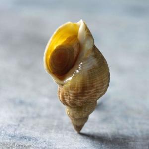 蛾螺- 搜狗百科