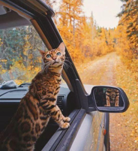 孟加拉豹猫