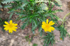黄金菊