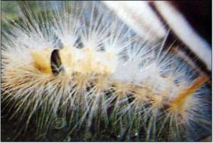 大茸毒蛾幼虫图