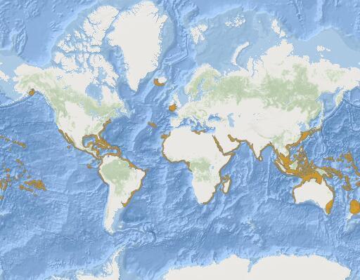鼬鲨分布图