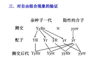 自由组合规律