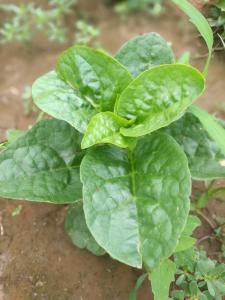 木耳菜