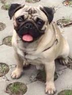巴哥犬