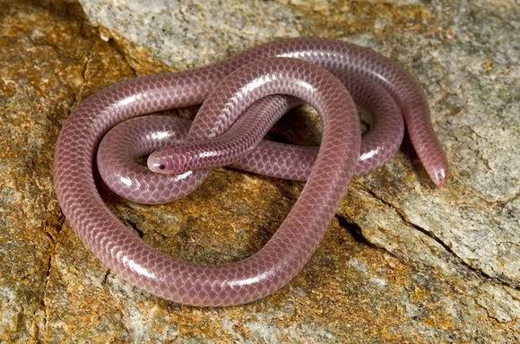 蛇是动物吗还是昆虫 0