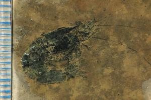 罗平生物群-虾(Shrimp) Antrimpos sp