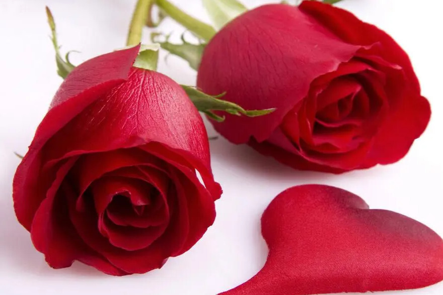 玫瑰花语 文化术语 搜狗百科