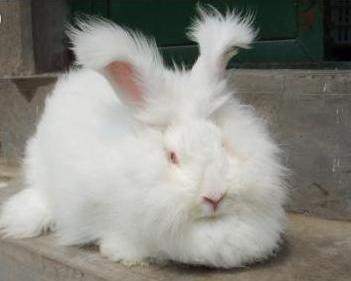 西德长毛兔