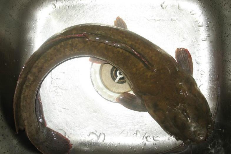 埃及胡子鲶 胡子鲶科鲶属动物 搜狗百科