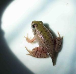 青蛙
