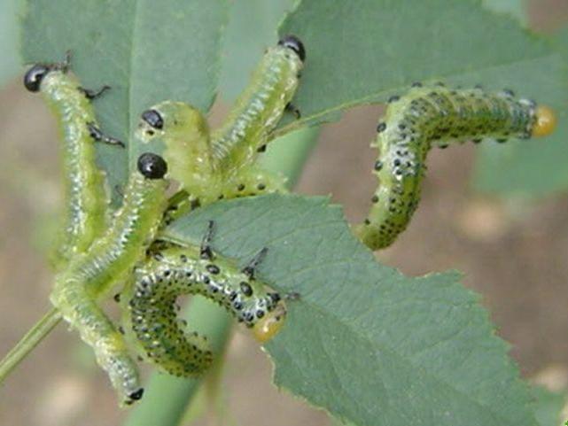 蔷薇叶蜂 搜狗百科