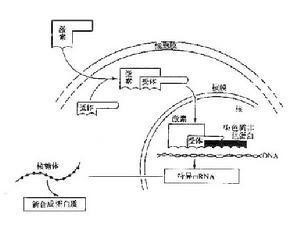 类固醇