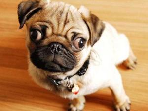 巴哥犬
