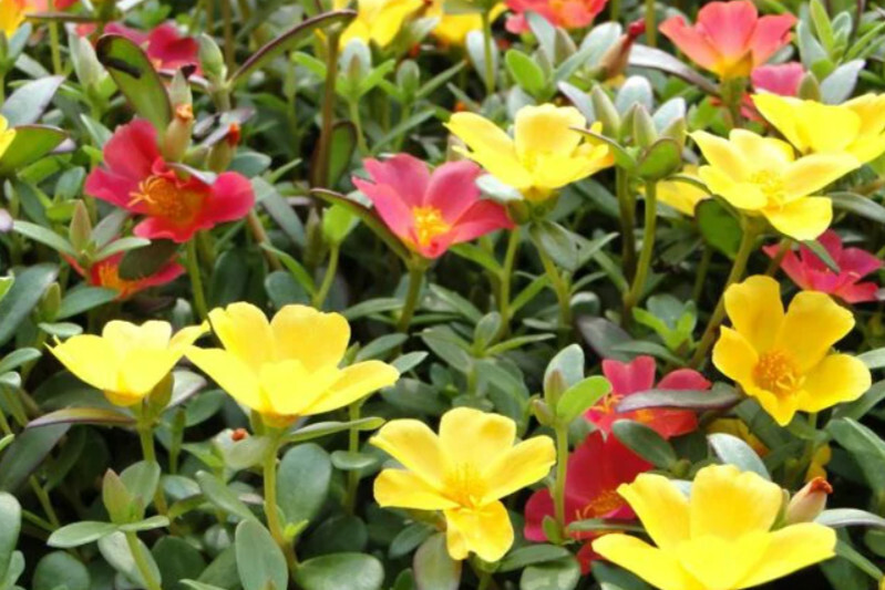 蚂蚱菜花 搜狗百科