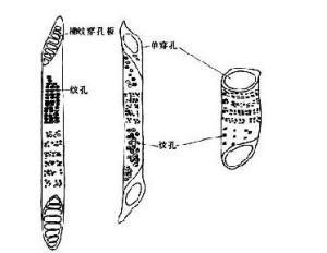 木质部由导管,管胞,木纤维和木薄壁组织细胞以及木射线组成,常与韧皮
