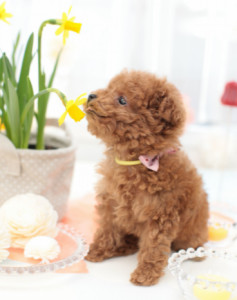 玩具贵宾犬