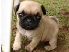 巴哥犬