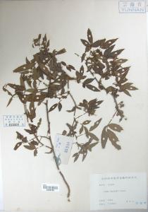 倒钩刺