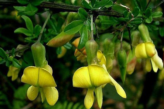 豆科 蔷薇目双子叶植物 搜狗百科