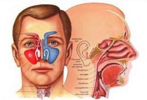 鼻甲在什么位置张开鼻孔就很容易看到吗