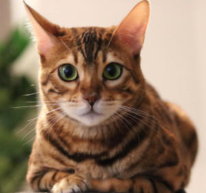 孟加拉豹猫