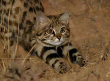 黑足猫