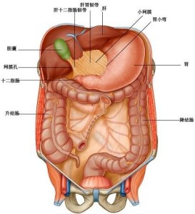 肝十二指腸韌帶,是人體肝十二指腸的一部分,位於肝臟髒面的橫溝與十二