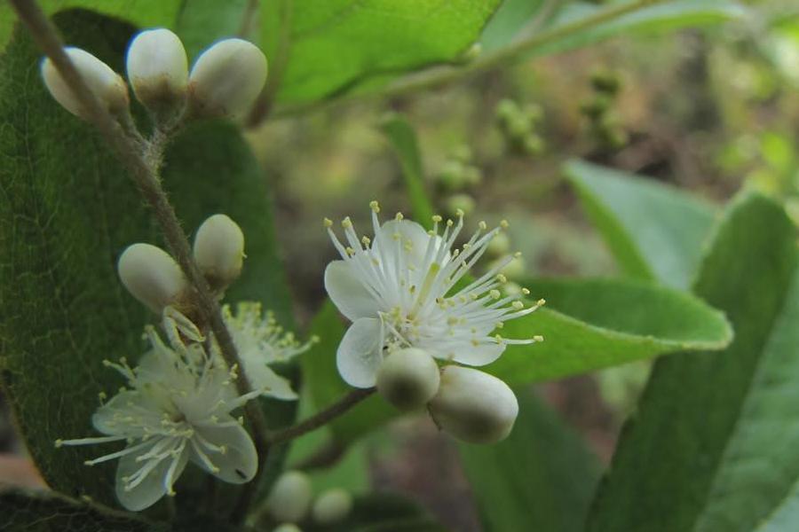 白檀(山矾科山矾属落叶灌木或小乔木)_搜狗百科