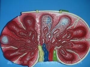 淋巴结