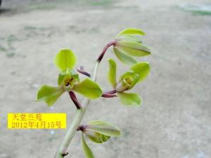 蕙兰