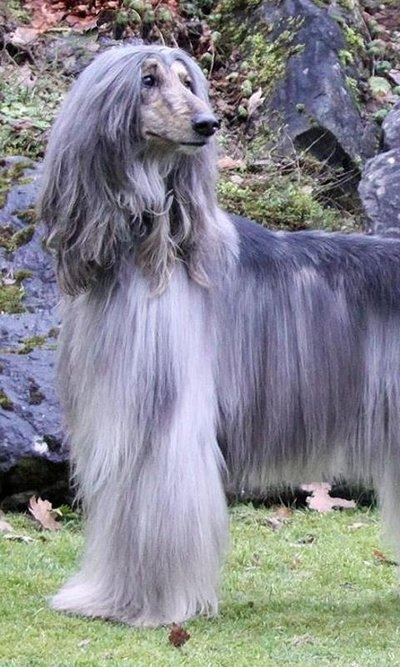 阿富汗猎犬