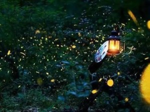 萤火虫