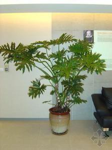 裂叶喜林芋