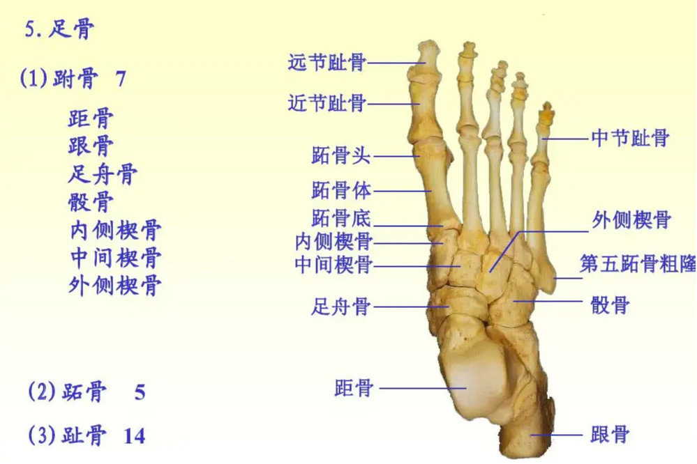 足骨 足部踝骨以下各骨的统称 搜狗百科