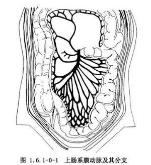小肠的画法图片图片