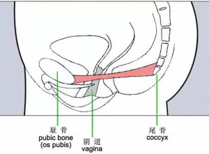 缩阴原理