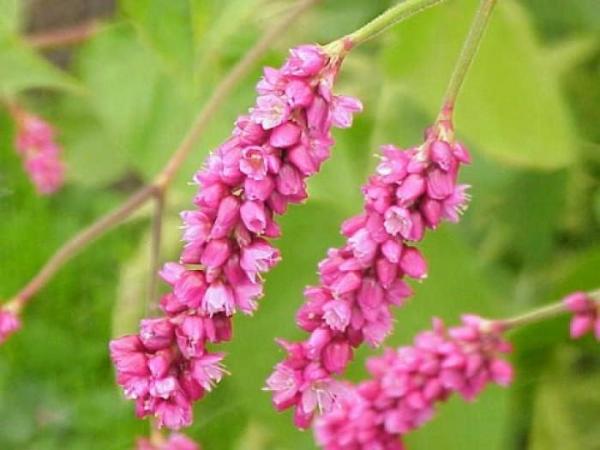 蓼蓝 植物 搜狗百科