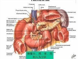 胰腺