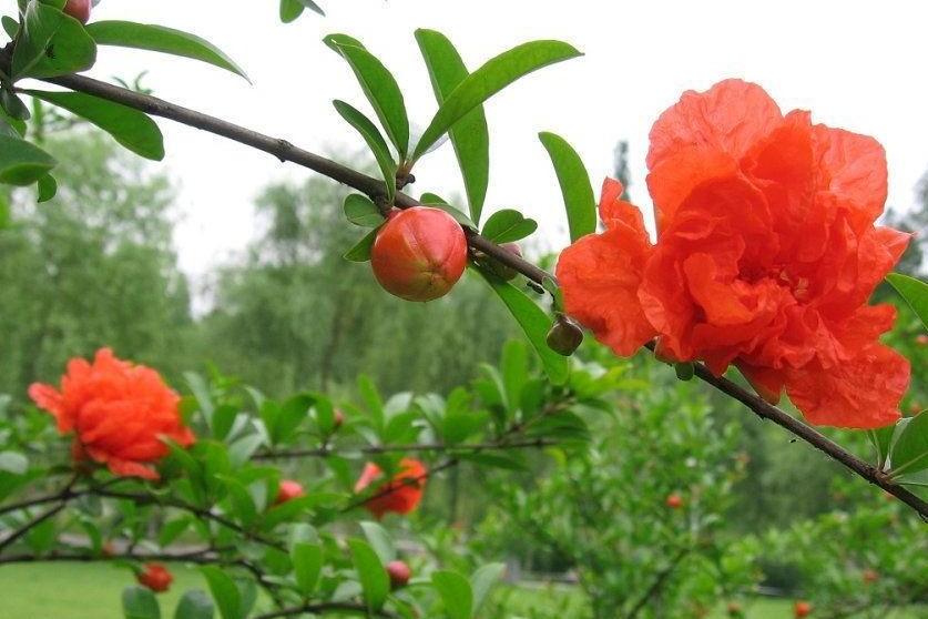花石榴 石榴科石榴属植物 搜狗百科