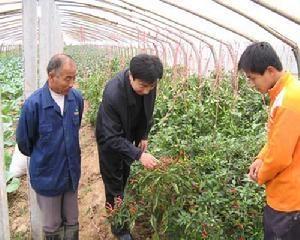 潘店镇 农业