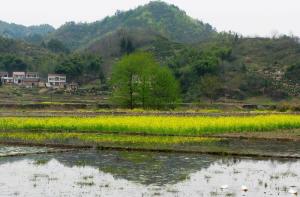 东西溪的油菜地、竹园风光