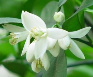 苦橙花