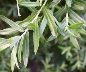 形态与原变种区别为叶倒披针形,长4-6厘米,宽7-10毫米,先端渐尖;子房