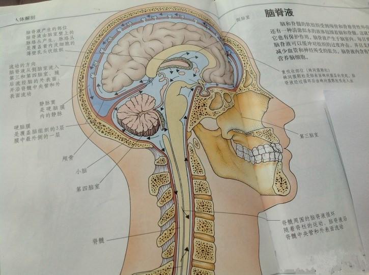 脑脊液循环 搜狗百科